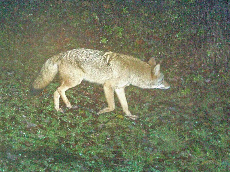 Coyote102409_1931hrs.jpg